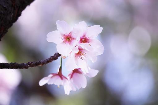 美しい桜の花の写真