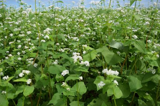 蕎麦畑 白い花 蕎麦畑 白い花の写真