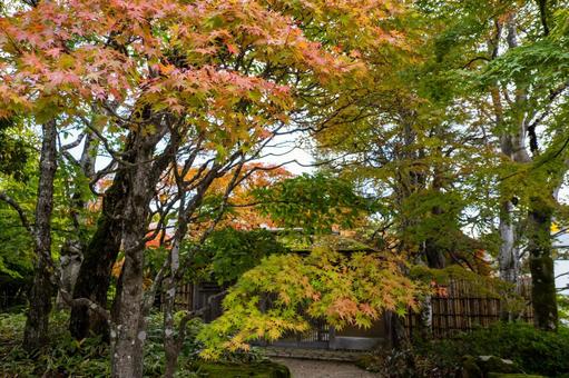 定義の秋⑷ 秋,紅葉,モミジの写真素材