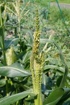 Photo, corn, tassel seed, male ear seed, 
