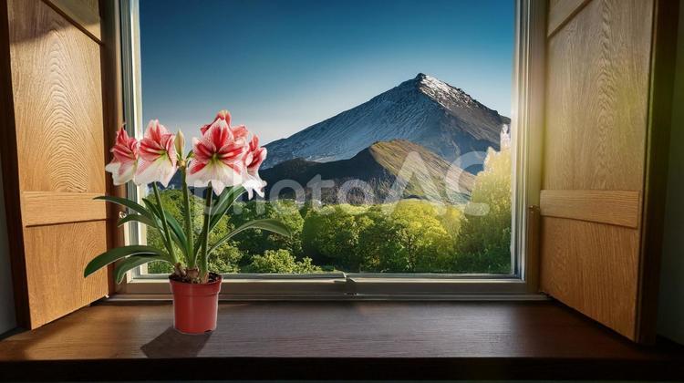 アマリリスと小窓と遠くの山Ai アマリリス,はな,インテリアの写真素材