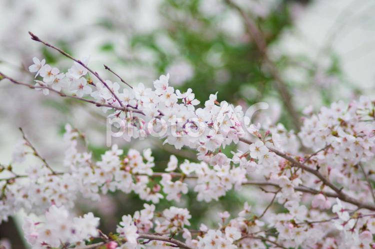 ほぼ満開の桜　アップ 桜,枝,花の写真素材
