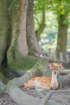 木陰でたたずむニホンジカ005 木陰でたたずむニホンジカ005の写真