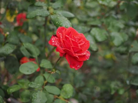 バラ園に咲く赤い薔薇を撮った写真です バラ園に咲く赤い薔薇を撮った写真ですの写真