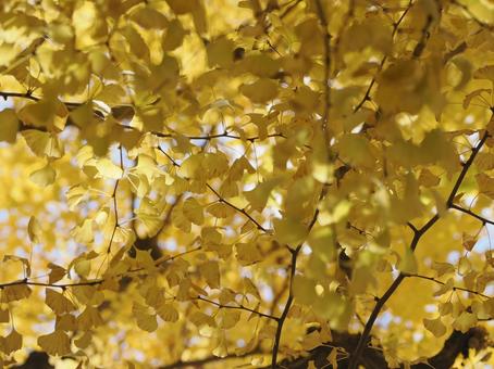 黄色に染まったイチョウ イチョウ,銀杏,秋の写真素材