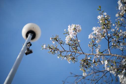 青空と桜と電灯 青空と桜と電灯の写真