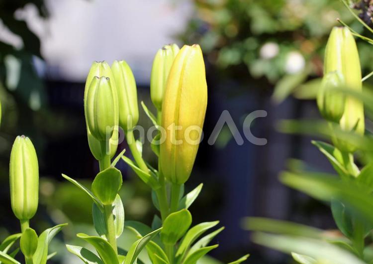 咲き競う兄弟のような百合の花 植物,写真,撮影の写真素材