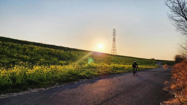 夕日と菜の花とサイクリングロードの写真