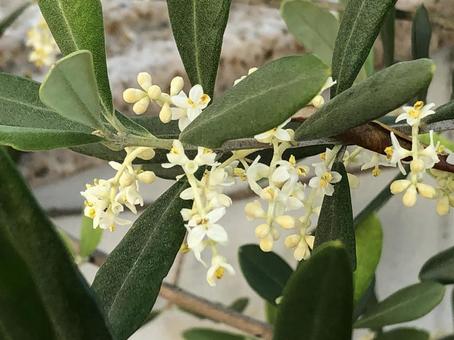 初夏に咲く小さな白い可憐な姿オリーブの花 初夏に咲く小さな白い可憐な姿オリーブの花 オリーブの花,花,夏の写真素材