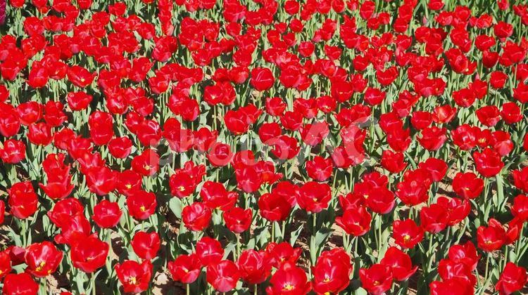 満開のチューリップ・ひたち海浜公園・茨城 春,チューリップ,満開の写真素材