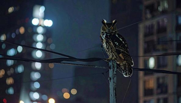 街の中のフクロウ 街の中のフクロウの写真