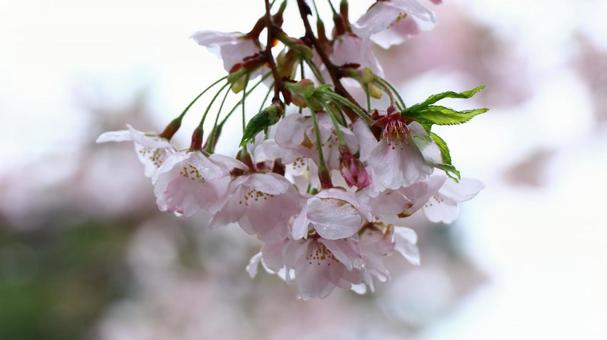 桜 桜の写真