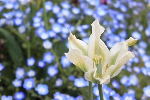 白い花 白い花の写真