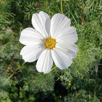 純白のコスモス 家庭菜園,庭,秋の写真素材