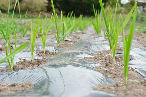 成長過程 ニンニク,にんにく,芽の写真素材