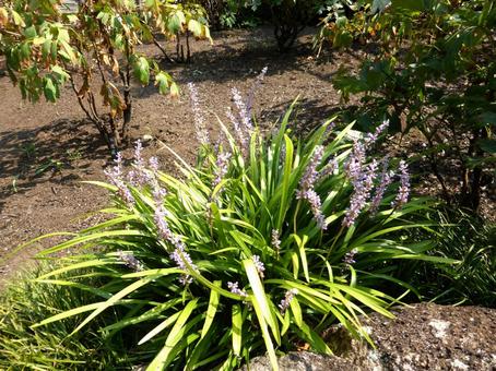 7月、庭先に咲くヤブラン ヤブラン,花,植物の写真素材