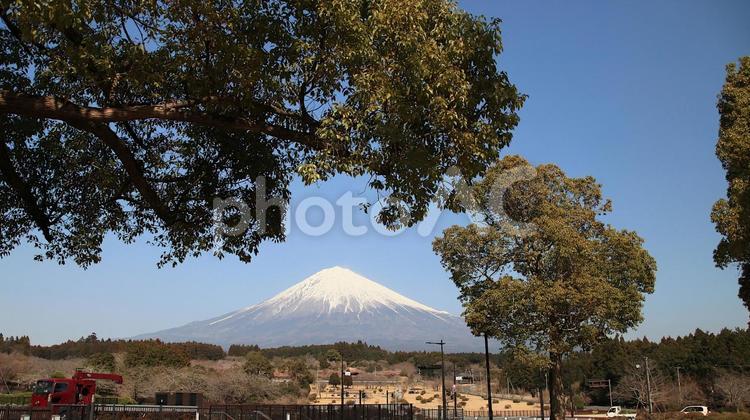 3月富士宮大石寺から眺める富士山 富士山,霊峰,世界遺産の写真素材