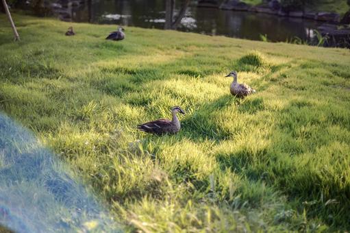 池の周の草地で休憩するカモ 池の周の草地で休憩するカモ 鳥,池,自然の写真素材