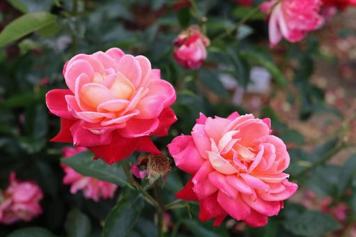 バラ園にて綺麗な薔薇を撮影しました バラ園にて綺麗な薔薇を撮影しました 花,薔薇,自然の写真素材