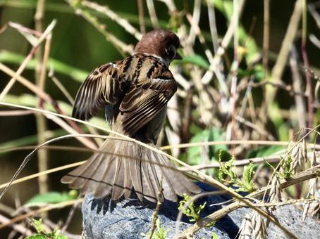川辺でポーズをとるスズメ 川辺でポーズをとるスズメ 鳥,野鳥,スズメの写真素材