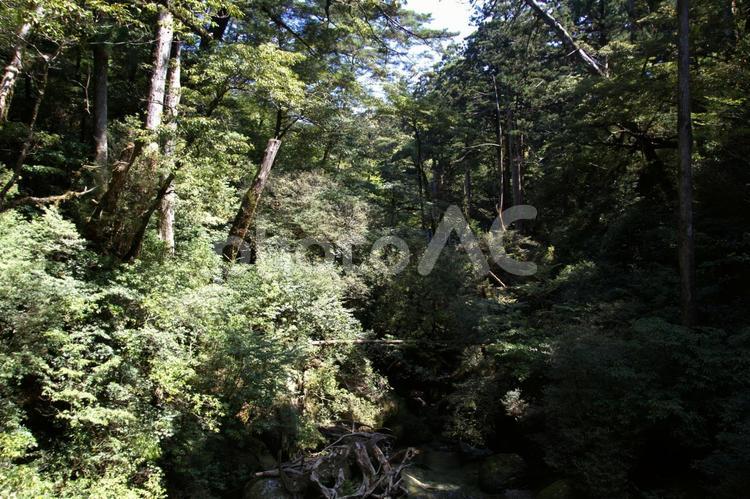 屋久島の自然 屋久島,自然,風景の写真素材