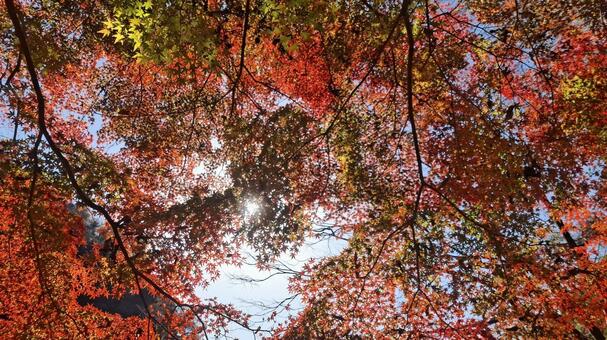 紅葉の秋 紅葉,赤,緑の写真素材