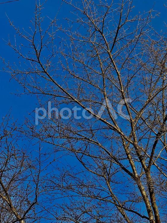 空と桜の木 桜の木,空,青空の写真素材