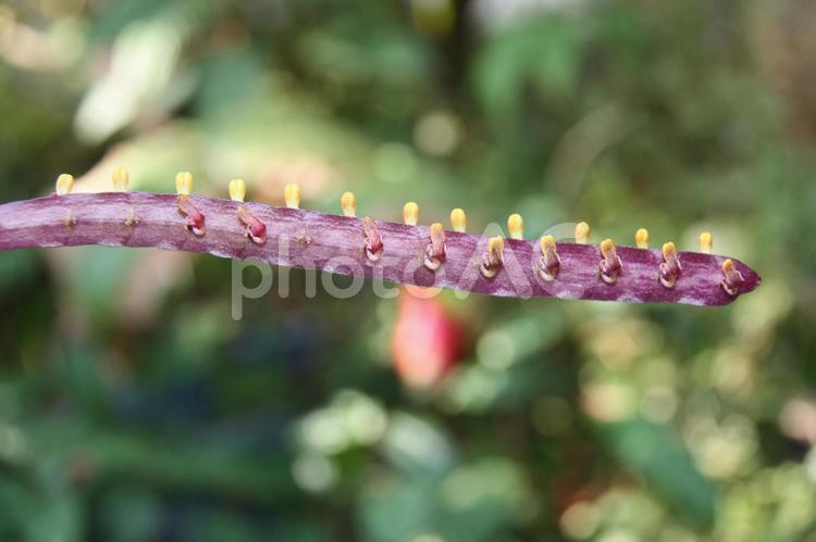 京都　植物園の花 タネ,種,たねの写真素材
