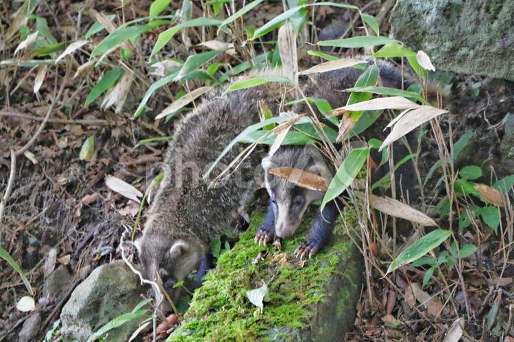野生のアナグマ アナグマ,二ホンアナグマ,たぬきの写真素材