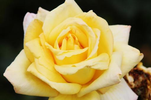 バラ・薔薇 ピース バラ・薔薇 ピースの写真