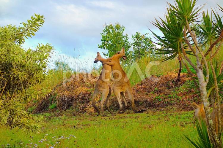 カンガルー 26 カンガルー,ケンカ,ボクシングの写真素材