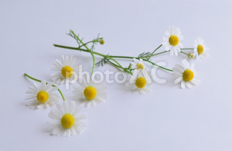 室内のカモミールの花、白背景にハーブの花 カモミール,ハーブ,フレッシュの写真素材