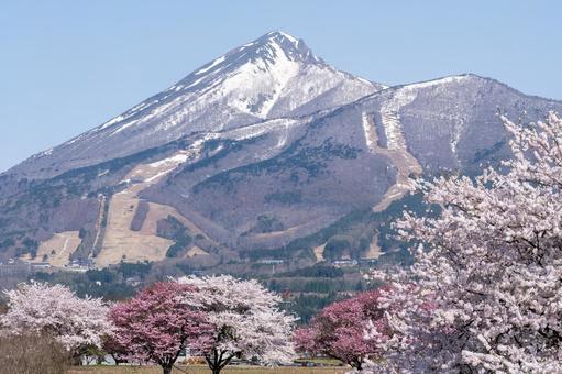 磐梯山と桜 磐梯山と桜 桜,会津磐梯山,磐梯山の写真素材