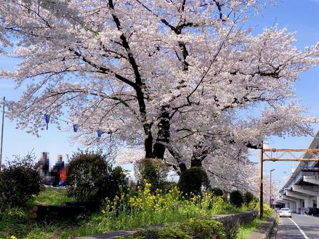桜 桜の写真