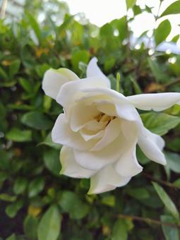 Photo, gardenia, flowering, white flower, 