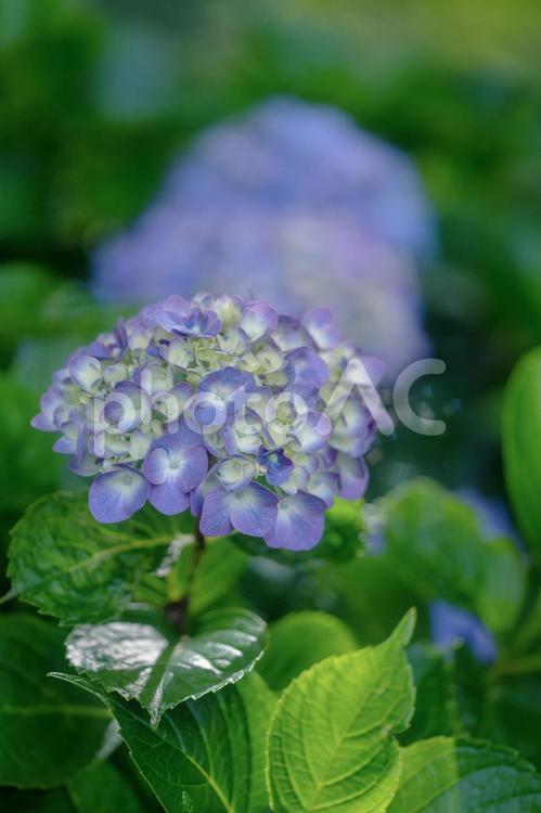 しっとりと咲くアジサイの花 花,紫陽花,梅雨の写真素材
