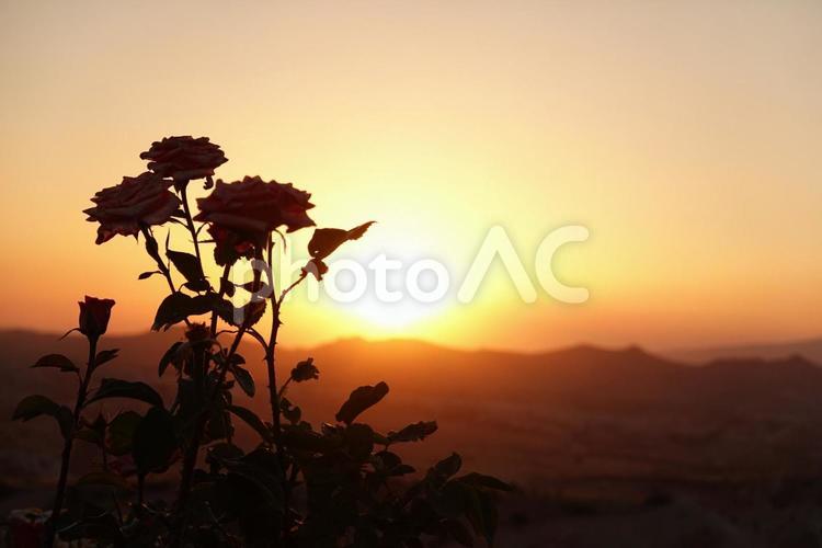 夕暮れ　日暮れ　太陽　夕日　花 夕日,日暮れ,太陽の写真素材