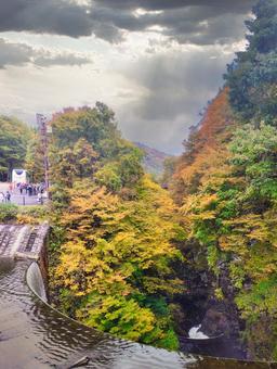 秋の大源太川第一号砂防堰堤 大源太川第一号砂防堰堤,ダム湖,河川の写真素材