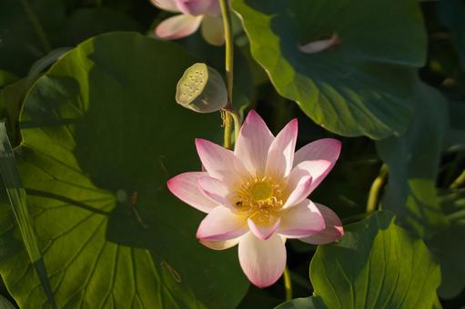 蓮の花 蓮の花の写真