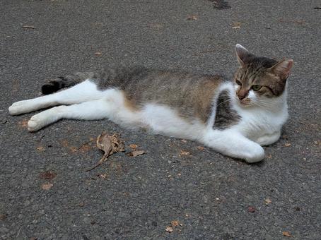 ねこ のらねこ ねこ のらねこの写真