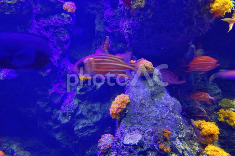 アクアリウムの水槽の中を泳ぐ熱帯魚 アクアリウム,水族館,熱帯魚の写真素材