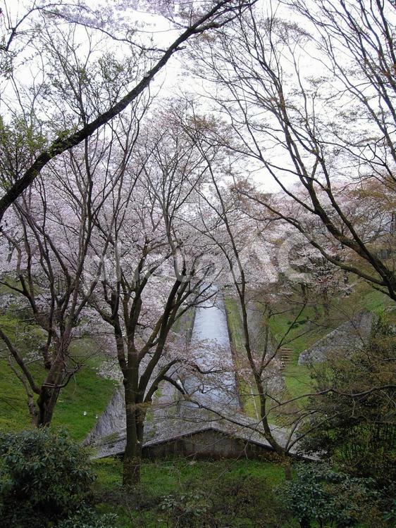琵琶湖疎水の桜④　2007年 桜,滋賀県,琵琶湖疎水の写真素材