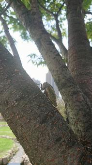 クマゼミ クマゼミ,虫,昆虫の写真素材