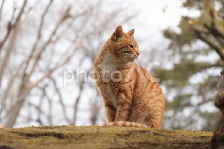 公園で暮らす猫 ネコ,野良猫,猫の写真素材