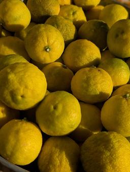 ゆず ゆず,柑橘,香りの写真素材