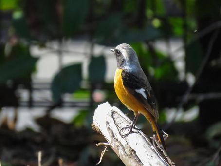 枝に留まるジョウビタキのオス 枝に留まるジョウビタキのオス ジョウビタキ,尉鶲,鳥の写真素材