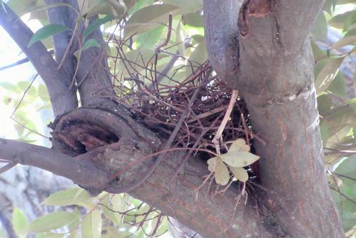 高い木に鳥の巣 高い木に鳥の巣 鳥の巣,大木,子育ての写真素材