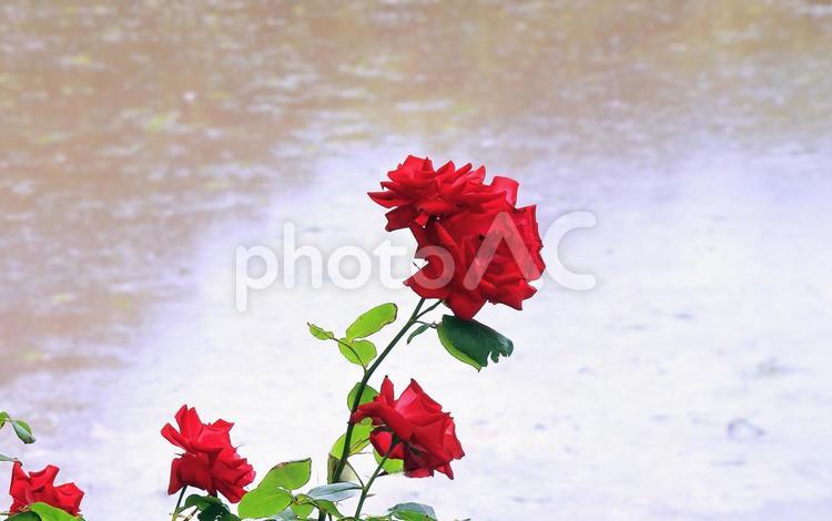 6月の庭の赤いバラの花 バラ,花,赤の写真素材