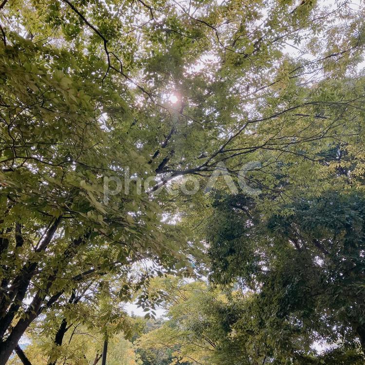 木漏れ日 木漏れ日,光,森の写真素材