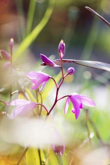 Photo, flower, beautiful, pink, 